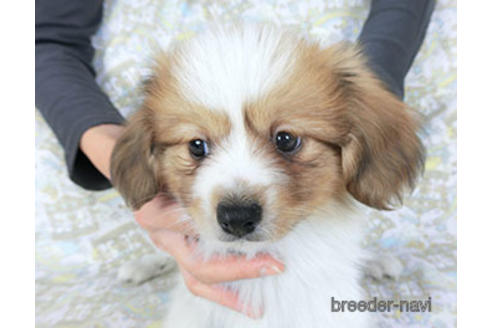 成約済の千葉県のパピヨン-157279の6枚目