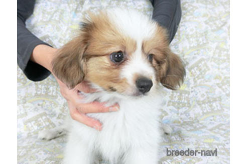 成約済の千葉県のパピヨン-157279の5枚目