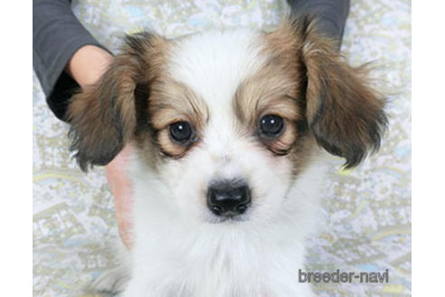 成約済の千葉県のパピヨン-157280の1枚目