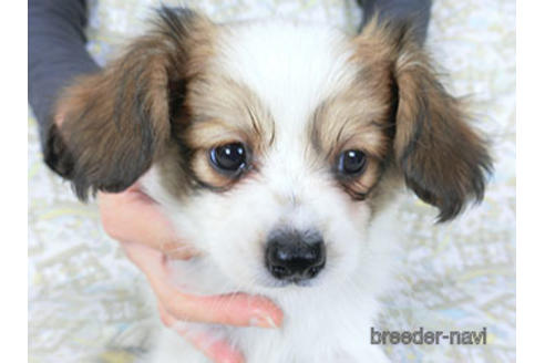 成約済の千葉県のパピヨン-157280の3枚目