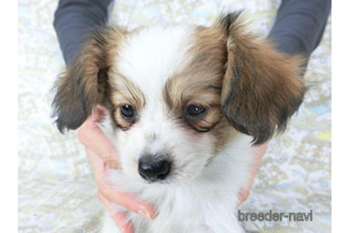 成約済の千葉県のパピヨン-157280の2枚目