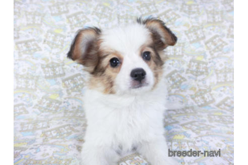 成約済の千葉県のパピヨン-157288の1枚目