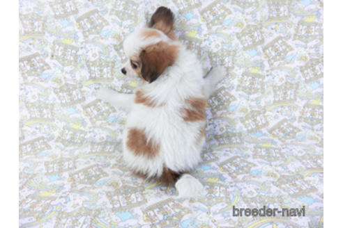 成約済の千葉県のパピヨン-157288の4枚目