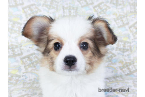 成約済の千葉県のパピヨン-157288の3枚目