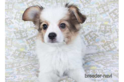 成約済の千葉県のパピヨン-157288の2枚目