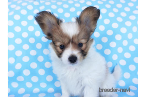 成約済の千葉県のパピヨン-157847の12枚目