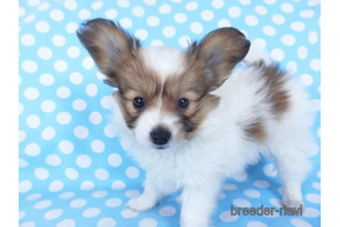 成約済の千葉県のパピヨン-157847の10枚目