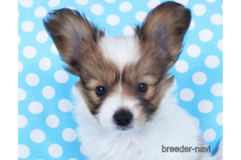 成約済の千葉県のパピヨン-157847の9枚目