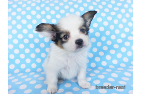 成約済の千葉県のパピヨン-157850の16枚目