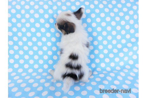 成約済の千葉県のパピヨン-157850の15枚目