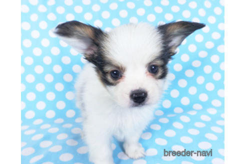 成約済の千葉県のパピヨン-157850の14枚目