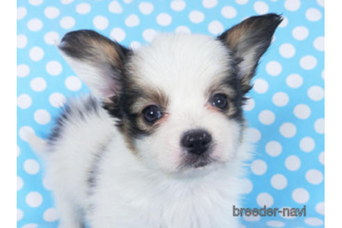 成約済の千葉県のパピヨン-157850の13枚目