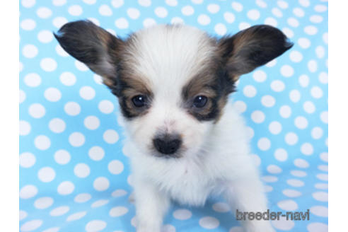 成約済の千葉県のパピヨン-157852の16枚目