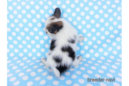 成約済の千葉県のパピヨン-157852の15枚目