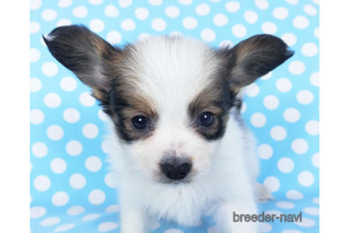 成約済の千葉県のパピヨン-157852の14枚目