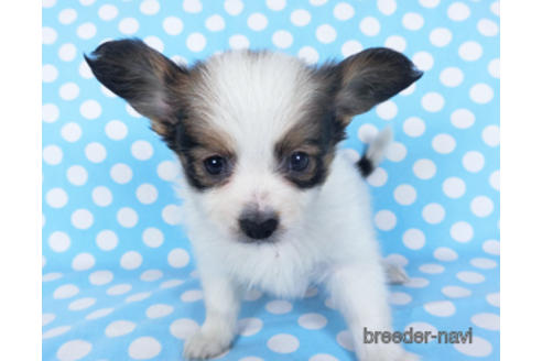 成約済の千葉県のパピヨン-157852の13枚目