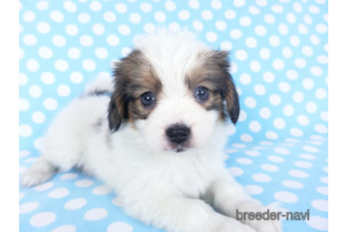 成約済の千葉県のパピヨン-157857の20枚目