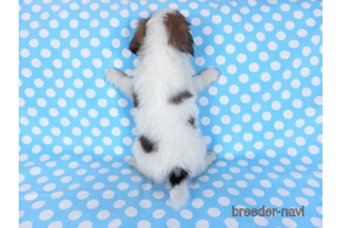 成約済の千葉県のパピヨン-157857の19枚目