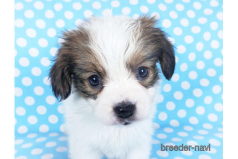 成約済の千葉県のパピヨン-157857の18枚目