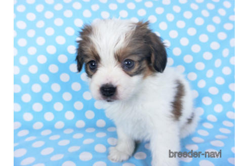 成約済の千葉県のパピヨン-157857の17枚目