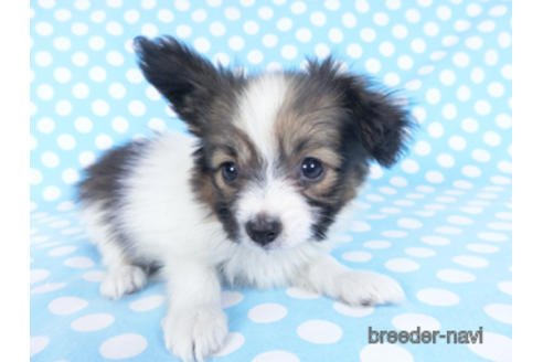 成約済の千葉県のパピヨン-157861の12枚目