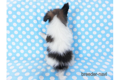 成約済の千葉県のパピヨン-157861の11枚目