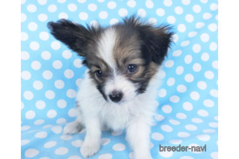 成約済の千葉県のパピヨン-157861の10枚目