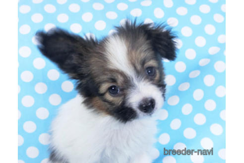 成約済の千葉県のパピヨン-157861の9枚目