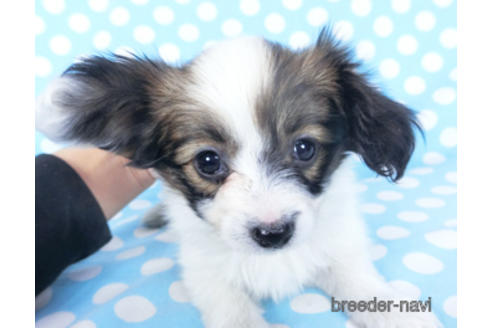 成約済の千葉県のパピヨン-157866の12枚目