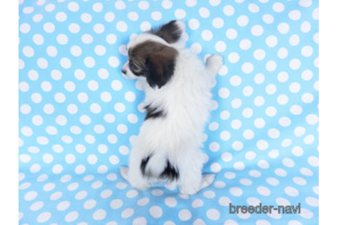 成約済の千葉県のパピヨン-157866の11枚目