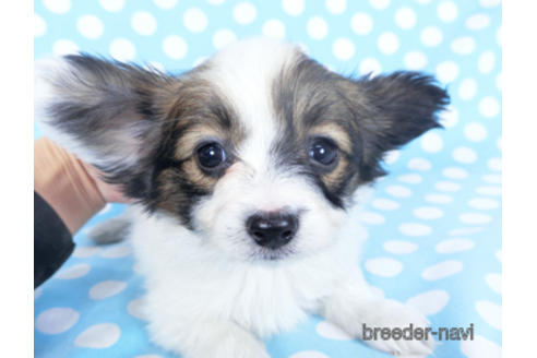 成約済の千葉県のパピヨン-157866の10枚目