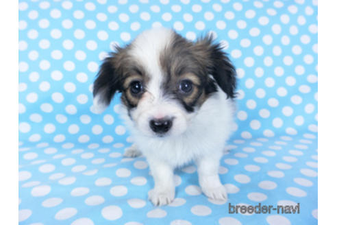 成約済の千葉県のパピヨン-157866の9枚目