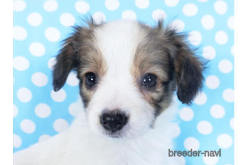 成約済の千葉県のパピヨン-157873の12枚目