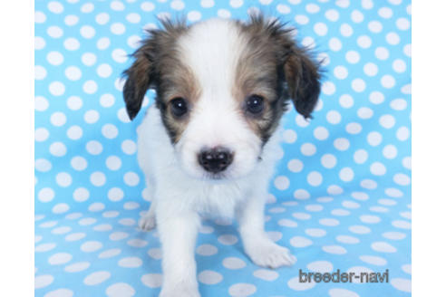 成約済の千葉県のパピヨン-157873の10枚目