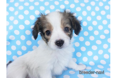 成約済の千葉県のパピヨン-157873の9枚目