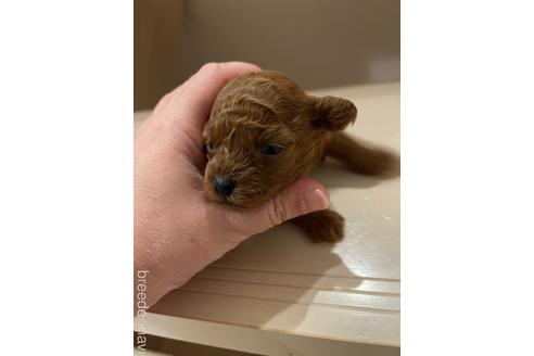 成約済の愛媛県のトイプードル-159496の4枚目