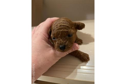 成約済の愛媛県のトイプードル-159496の1枚目