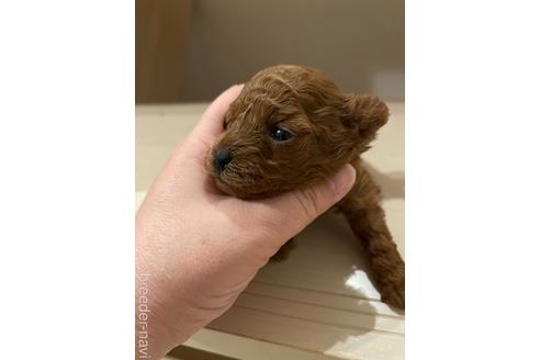 成約済の愛媛県のトイプードル-159496の3枚目