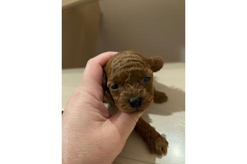 成約済の愛媛県のトイプードル-159496の2枚目