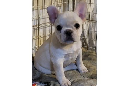 成約済の埼玉県のフレンチブルドッグ-159501の6枚目