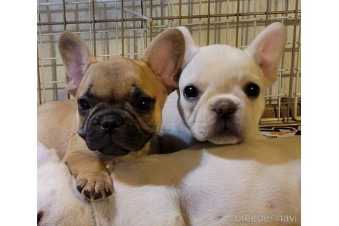 成約済の埼玉県のフレンチブルドッグ-159501の2枚目