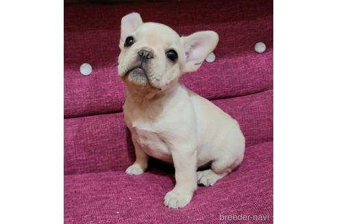 成約済の埼玉県のフレンチブルドッグ-159501の3枚目