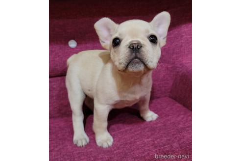 成約済の埼玉県のフレンチブルドッグ-159501の4枚目