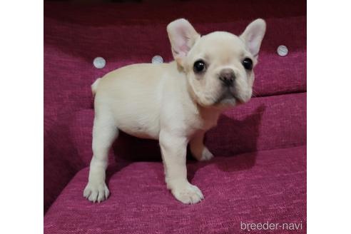 成約済の埼玉県のフレンチブルドッグ-159501の5枚目