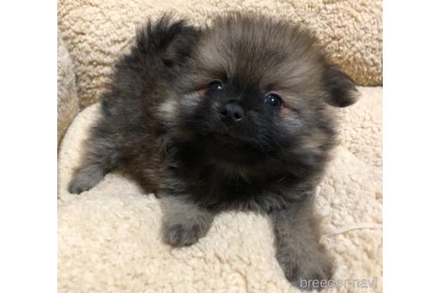 成約済の千葉県のポメラニアン-156225の1枚目