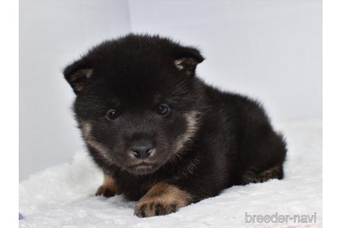 成約済の愛知県の柴犬-159508の5枚目