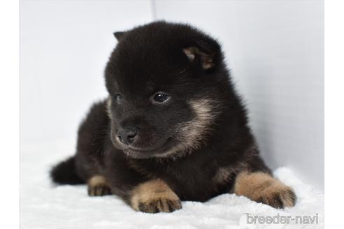 成約済の愛知県の柴犬-159508の4枚目