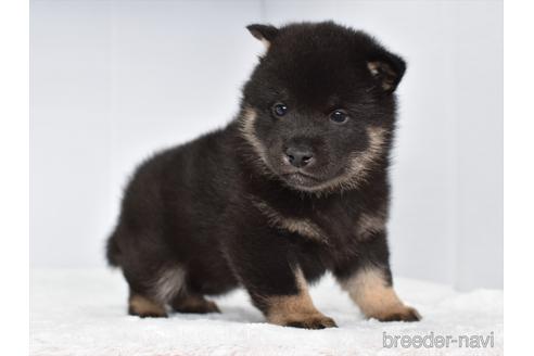 成約済の愛知県の柴犬-159508の2枚目