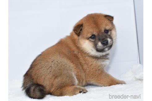 成約済の愛知県の柴犬-159509の5枚目