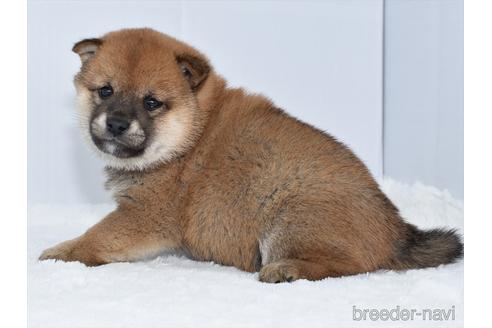 成約済の愛知県の柴犬-159509の4枚目